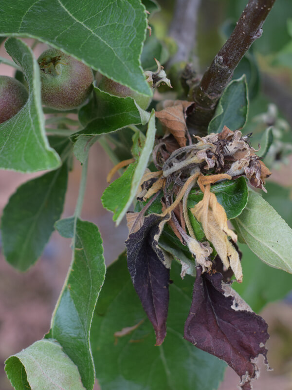 Apple Orcahrd 600 x 800px47 Apple Orcahrd 600 x 800px47